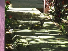 Gruener Leguan in Tamarindo - Costa Rica